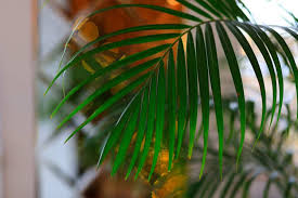 Ensure that the plant is in a well draining pot because sitting. Areca Palm Dying What To Do Garden Tabs