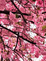 Maybe you would like to learn more about one of these? Beautiful Places Flowers Nature Home Facebook