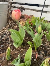 Larger bulbs capable of more than one blooming stem. Tulip Bulbs From Amsterdam Survived The Winter Freeze And Are Starting To Bloom Gardening
