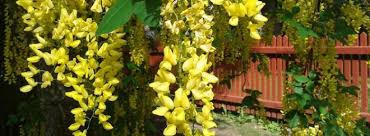 Argileux, calcaire, sableux ou acide. Creer Un Jardin En Sol Calcaire