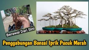 Cara Memperbesar Batang Bonsai Beringin Iprik Pucuk Merah Youtube