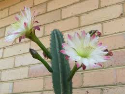 A christmas cactus needs three things in order to bloom. How To Grow And Propagate Flowering Cactus Plants Dengarden