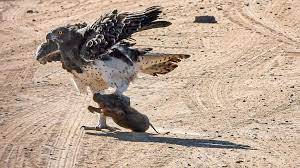 Eagle Catches & Fights Baby Warthog