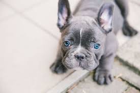 The french bulldog is a delightful little dog who shows little remnants of his gladiator ancestry. Blue French Bulldog Guide Everything You Need To Know