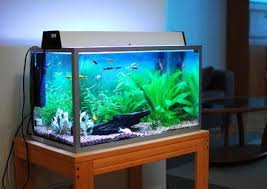 Beli aquarium mini unik online berkualitas dengan harga murah terbaru 2021 di tokopedia! Inilah Langkah Mudah Membuat Aquarium Air Laut Untuk Pemula