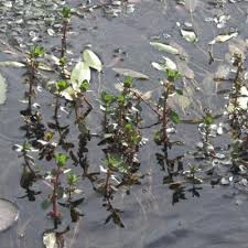 Image result for Nesaea crassicaulis
