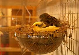 Maybe you would like to learn more about one of these? 8 Cara Ternak Burung Kenari Di Kandang Gantung Dan Kisah Sukses Burungnya Com