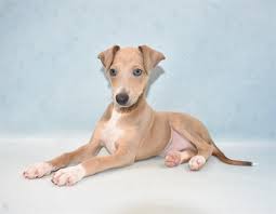 They look very much like a 'miniature' greyhound, but they are their own breed. Italian Greyhound Puppies Monroeville Pa Petland Monroeville