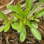 Image result for Gisekiaceae