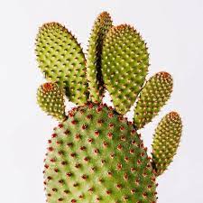 It helps to imagine cacti as large stems with spines for leaves. 6 Types Of Cacti For Every Room The Green Mad House Bunny Ear Cactus Cactus Types Cactus