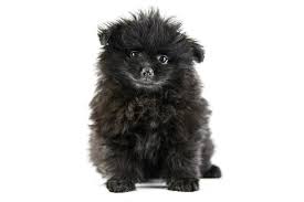 Advice from breed experts to make a safe choice. Premium Photo Merle Pomeranian Puppy Spitz Isolated