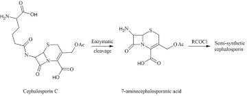 The combination of (no) more than two words will produce various structural meaning. Structural Modification Of Cephalosporin C To Key Intermediate Download Scientific Diagram