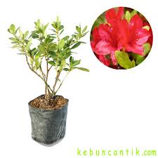 Di pasaran terdapat berbagai macam madu, mulai dari madu hutan, madu liar, madu serbuk dari terdapat pada bunga diambil oleh lebah dengan cara menyimpannya pada kaki mereka. Jual Bunga Azalea Merah Di Lapak Kebun Cantik Bukalapak