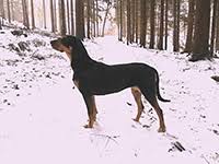 Image result for sedmihradský honič