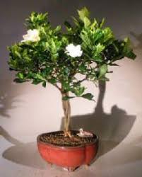 Gardenia bonsai plants by 1 800 flowers. Flowering Gardenia Bonsai Tree Large Braided Trunk Style Jasminoides Miami Supreme