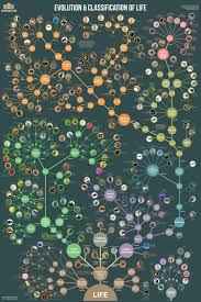 Evolution Classification Of Life Science Illustration Life Science Life Poster
