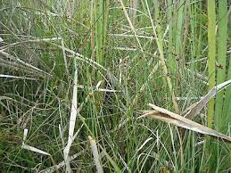 Image result for Schoenus