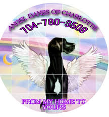 We did not find results for: Great Dane Puppies Charlotte Nc Angel Danes Of Charlotte