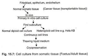 Uses of animal stem cell culture: Sandee Ruotoloer Animal Cell Culture Types Ppt What Is The Difference Between Primary And Secondary Cell Culture Pediaa Com We Did Not Find Results For