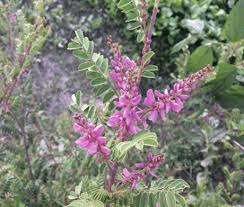 Image result for Indigofera hedyantha