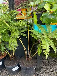 Image result for Cyathea thomsonii