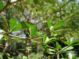 Image result for Terminalia neotaliala