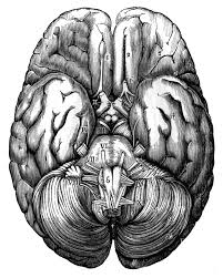 Image result for Human brain top view