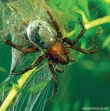 The diving bell spider is the only member of its group to spend its entire life underwater. Diving Bell Spiders Breathe And Feast Underwater Thanks To Bubble Webs Sport Diver