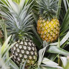 Edible Indoor Pineapple Plant - Ananas comosus. | YouGarden