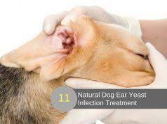 Pin On Dog Health