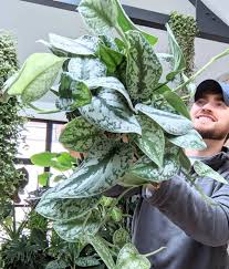 Tanaman ini populer karena kemampuan reproduksinya yang berasal dari. Pria Ini Koleksi Tanaman Hias Langka Harga Per Daun Rp 226 Juta Kumparan Com