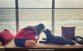 Ndd is the original & only dog holiday to celebrate all dogs mixed & pure what we would like to do is encourage you to please keep your pets indoors, as this is one of the few days a year that most pets are lost —due to the fear. Zuphtuvr0hcx1m
