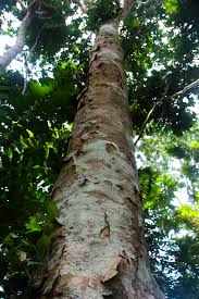 Image result for Pericopsis