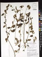 Image result for Triumfetta tomentosa