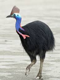 Double Wattled Cassowary Guzel Kuslar Hayvanlar Hayvanlar Alemi