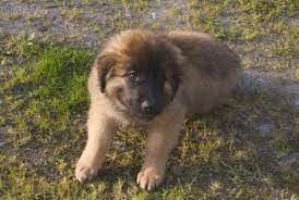 A leonberger puppy costs about 2000 euro. How Much The Leonberger Puppies Generally Cost Us Prices