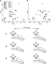 When it comes to pest control, who is financially responsible? Adaptive Bill Morphology For Enhanced Tool Manipulation In New Caledonian Crows Scientific Reports