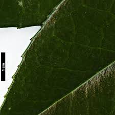 Image result for Ilex latifolia