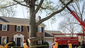 Tree Removal & Tree Services in Cherry ...