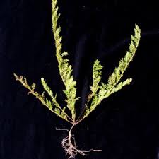 Image result for Xenostegia alatipes