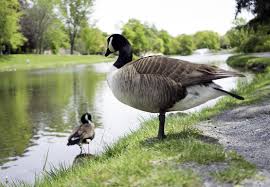 Flugwild, wie die kanadagans und die stockente ist auch zu erlegen. Graugans Mitmachmoewen