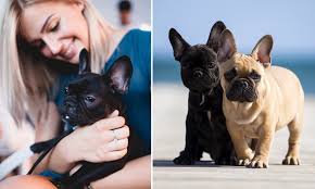 Cj is from colorado and breeds french bulldogs & english bulldogs & cane corso. Rspca Criticised For 4 500 Adoption Fees For Designer Breed French Bulldogs Daily Mail Online
