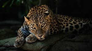 1078pixels x 668pixels size black jaguar car xf. Animals 2560x1440 Jaguar Jaguar Black Jaguar Jaguar Cars Jaguar Car 2k Wallpaper Hdwallpaper Desktop In 2021 Leopard Wallpaper Animals Leopard Animal