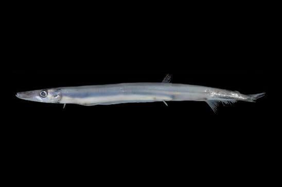 Lestidium longilucifer