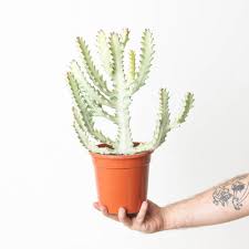 Image result for Euphorbia jubata