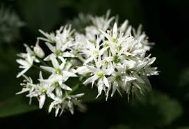 Image result for Allium ursinum