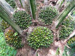 Maybe you would like to learn more about one of these? Cara Cara Menanam Kelapa Sawit Auroraarimbi S Blog