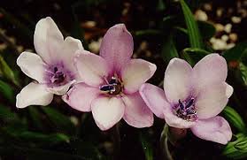 Image result for Brillantaisia madagascariensis