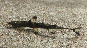 Image result for Amphicarpaea africana