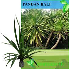 Jintan merupakan tanaman obat keluarga yang dimanfaatkan biji dari bunganya. Tanaman Pandan Bali Shopee Indonesia